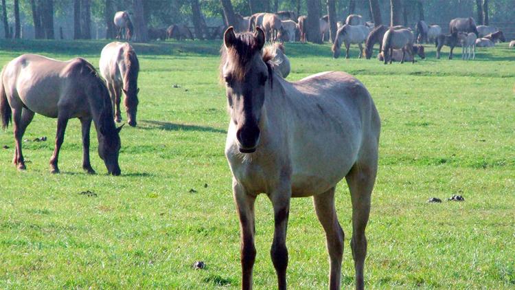 Постер Die Letzten Europas - Wildpferde im Münsterland