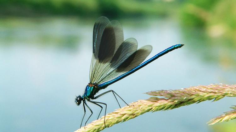 Постер Wildnis am Strom – Nationalpark Donau-Auen