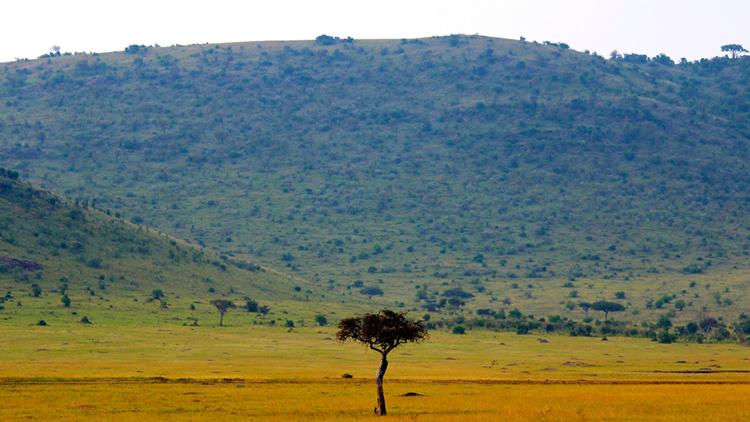 Постер African Savanna Babies