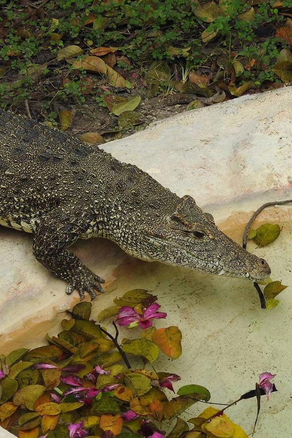 Крокодил Миндоро Филы (krokodil-mindoro-fily) Досуг, хобби