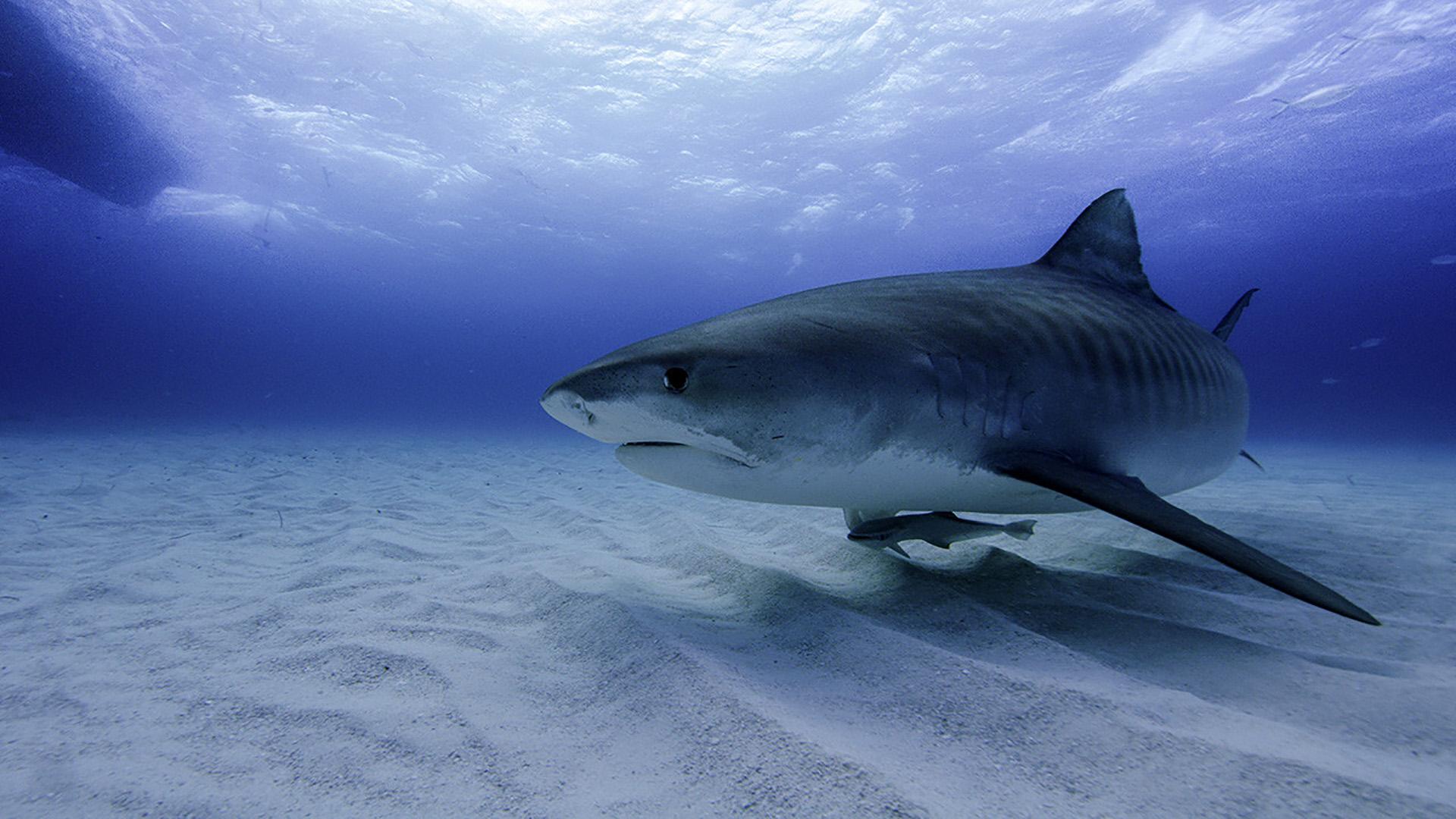 Человек против акулы (chelovek-protiv-akuly) Документальный фильм
