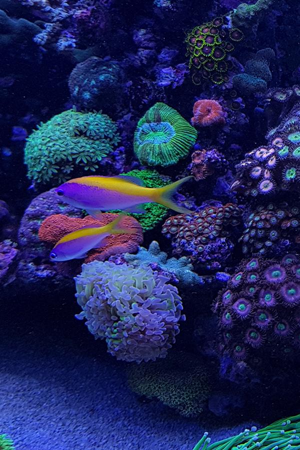 Сила подводного мира (sila-podvodnogo-mira) Досуг, хобби