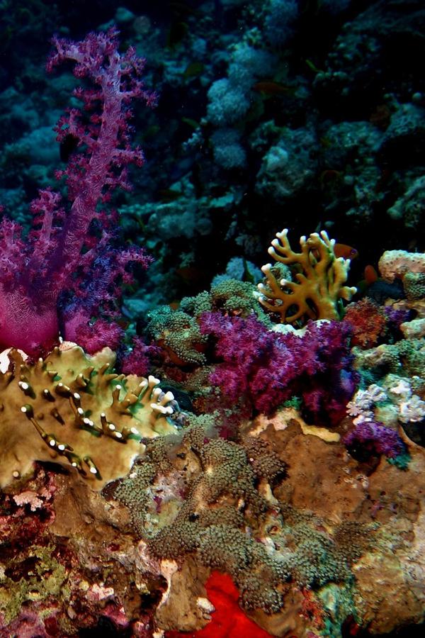 Тайный мир под водой (tajnyj-mir-pod-vodoj) Досуг, хобби