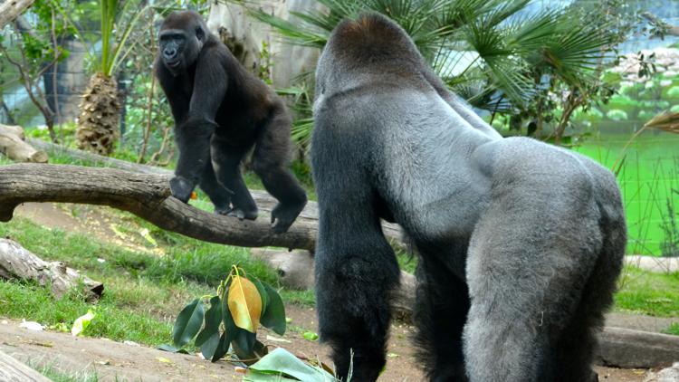 Постер Walking Wild at the San Diego Zoo