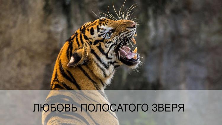 Постер Любовь полосатого зверя