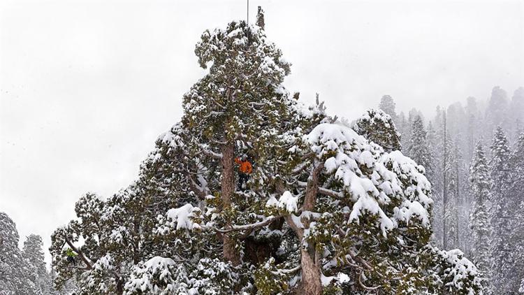 Постер Climbing Redwood Giants: Life in the Sky