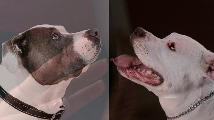 Постер Beyond the Myth: A Film About Pit Bulls and Breed Discrimination