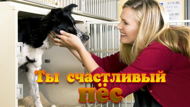 Постер Ты счастливый пёс