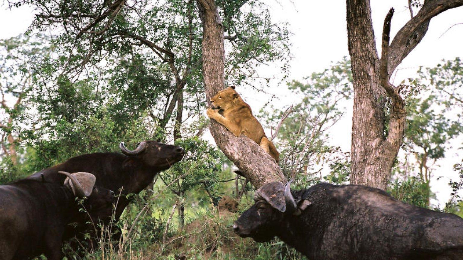 Safari-Paparazzi-Wildlife pur (safari-paparazzi-wildlife-pur) Документальный сериал