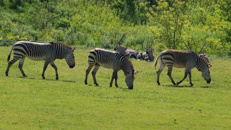 Постер Grassland Babies