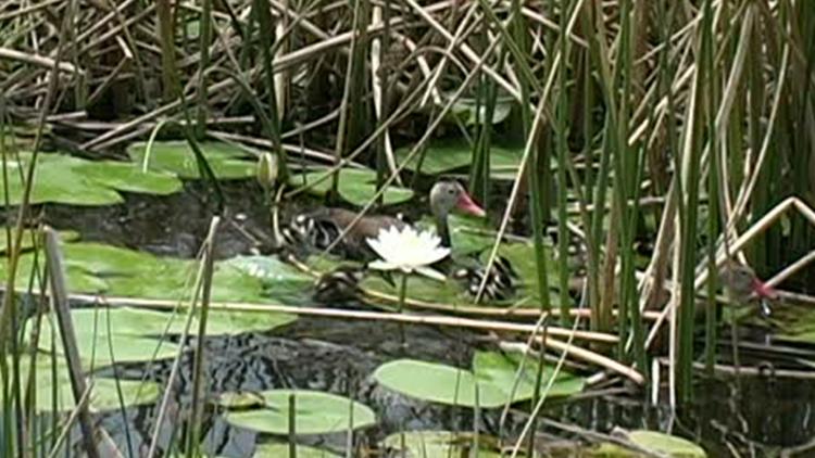 Постер Wetland Babies