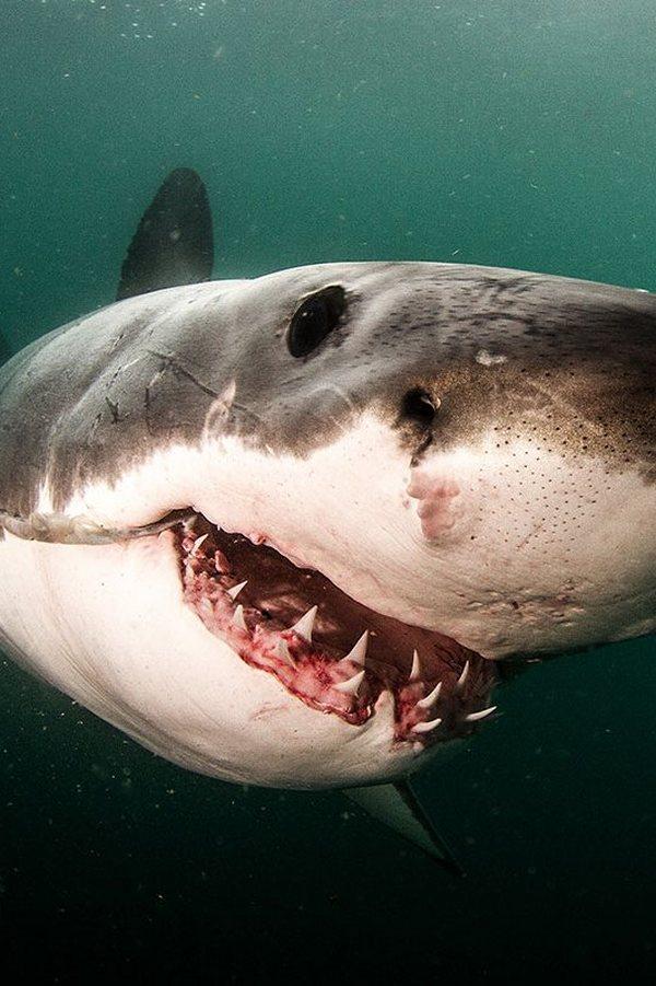 Shark Superhighway (shark-superhighway) Документальный фильм