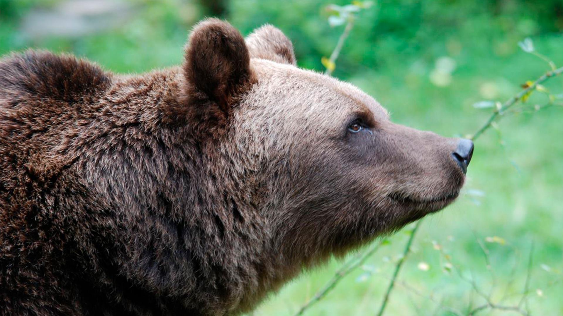 Wilde Pyrenäen (wilde-pyrenen) Документальный сериал