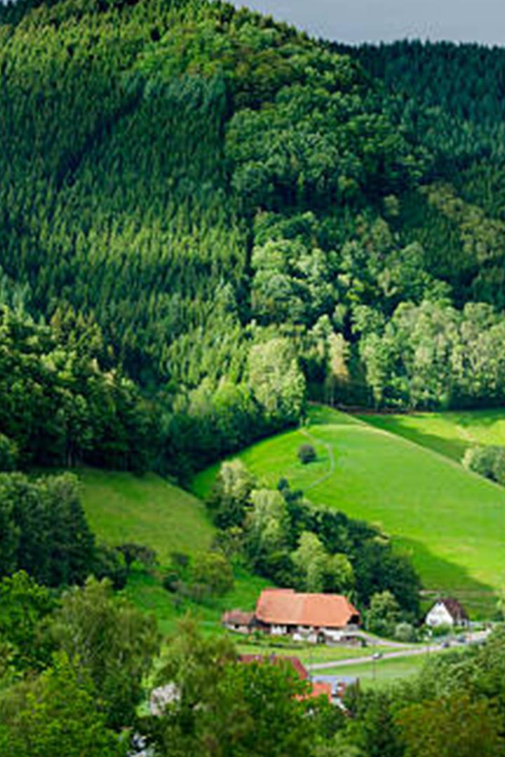 Fascinating Black Forest (fascinating-black-forest) Документальный фильм