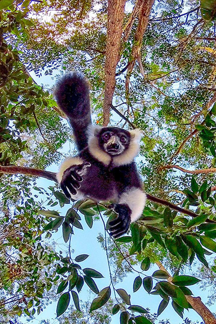 Fascinating Madagascar. The Forests of the Northeast (fascinating-madagascar-the-forests-of-the-northeast) Документальный фильм