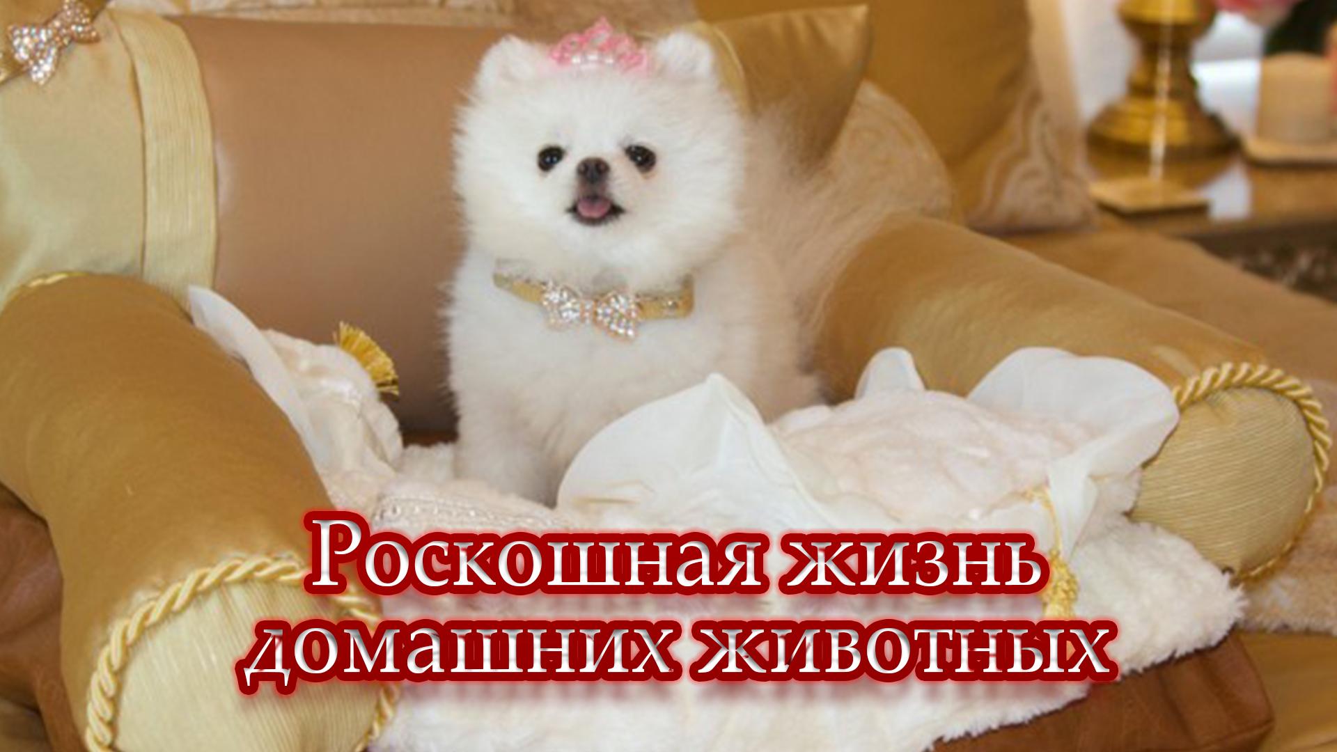Роскошная жизнь домашних животных (roskoshnaja-zhizn-domashnih-zhivotnyh) ТВ-шоу