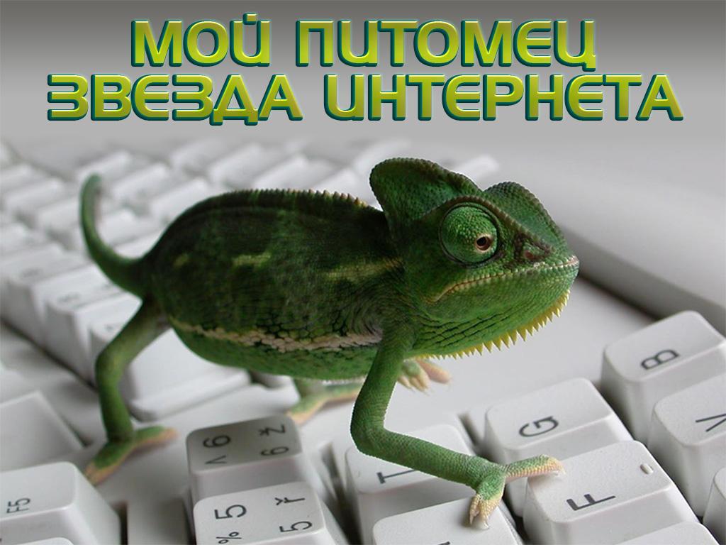 Мой питомец-звезда интернета (moj-pitomets-zvezda-interneta) Документальный сериал