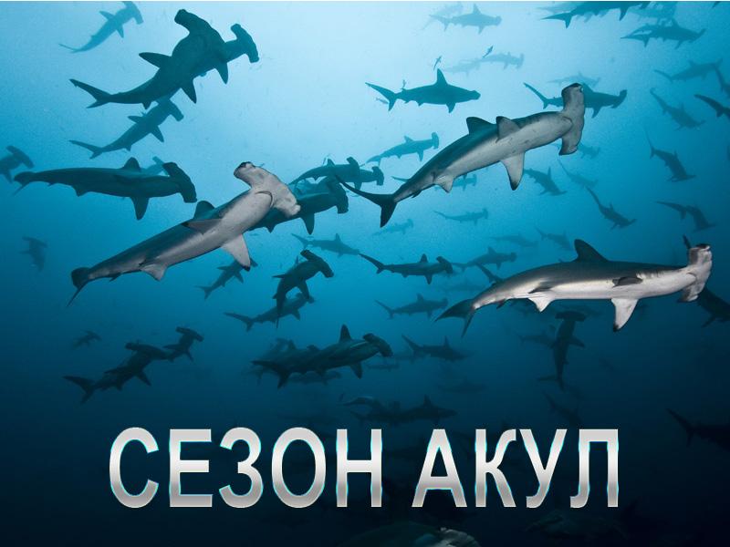 Сезон акул (sezon-akul) Документальный сериал