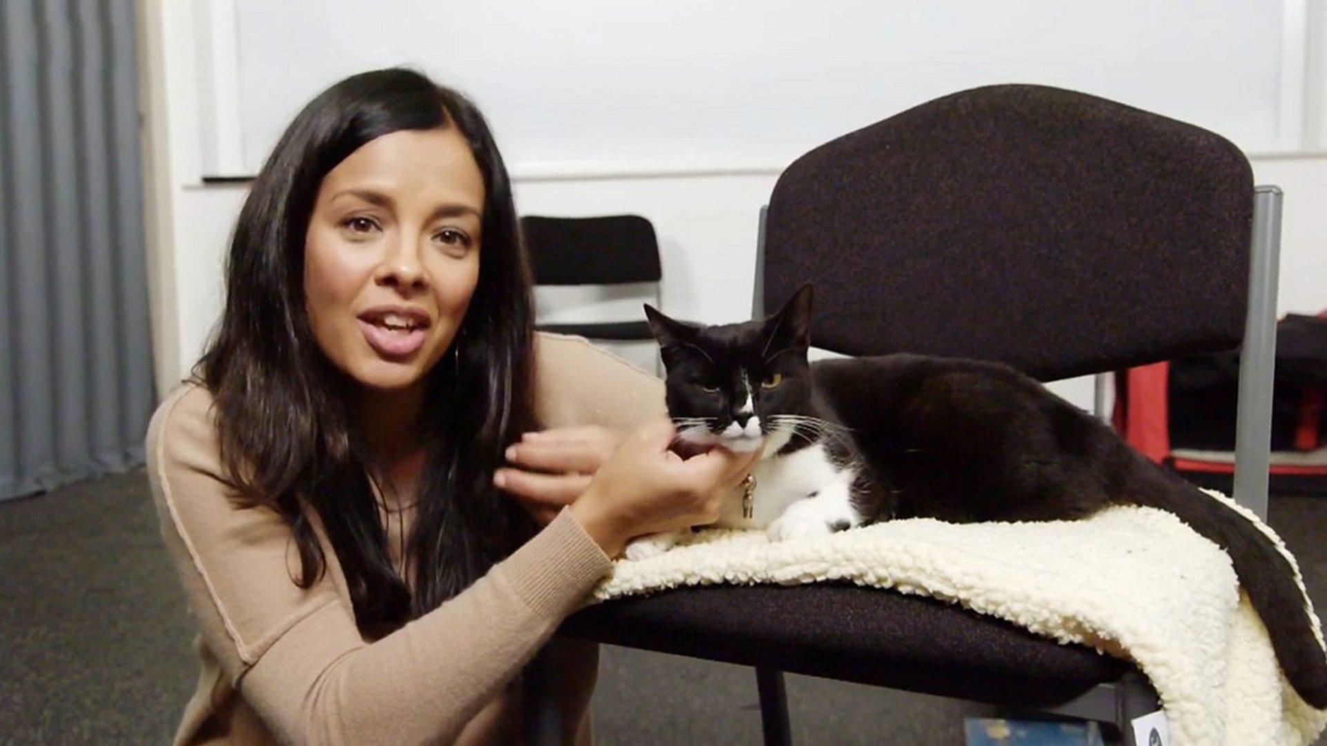 Кошки и собаки: кто лучше? (koshki-i-sobaki-kto-luchshe) Документальный сериал