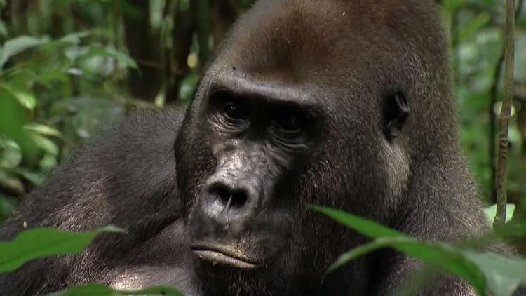 Постер Congo - Au royaume des hominidés