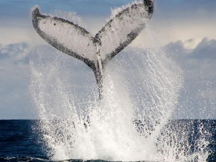 Le berceau des baleines (le-berceau-des-baleines) Познавательное