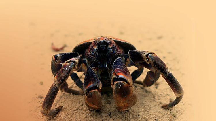 Постер The Giant Robber Crab