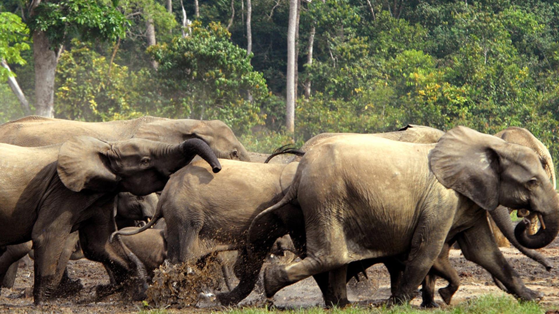 Большие и страшные (bolshie-i-strashnye) Документальный сериал