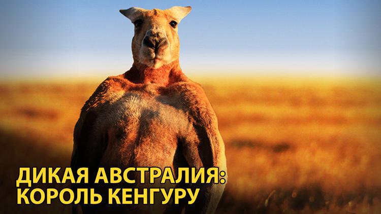 Постер Дикая Австралия: король кенгуру