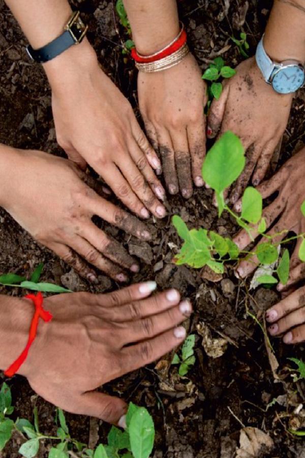 The Planting (the-planting) Досуг, хобби