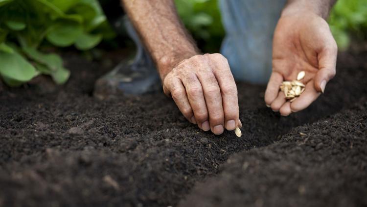 Постер The Planting