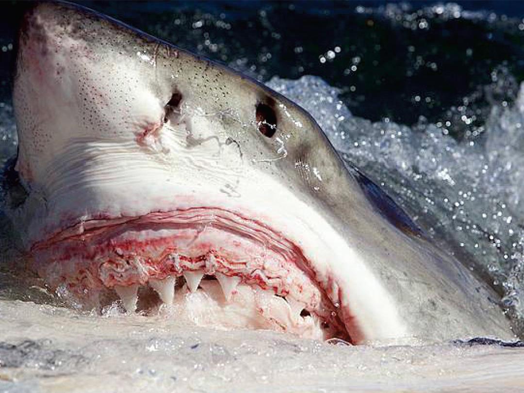 Возвращение белой убийцы (vozvraschenie-beloj-ubijtsy) Документальный фильм