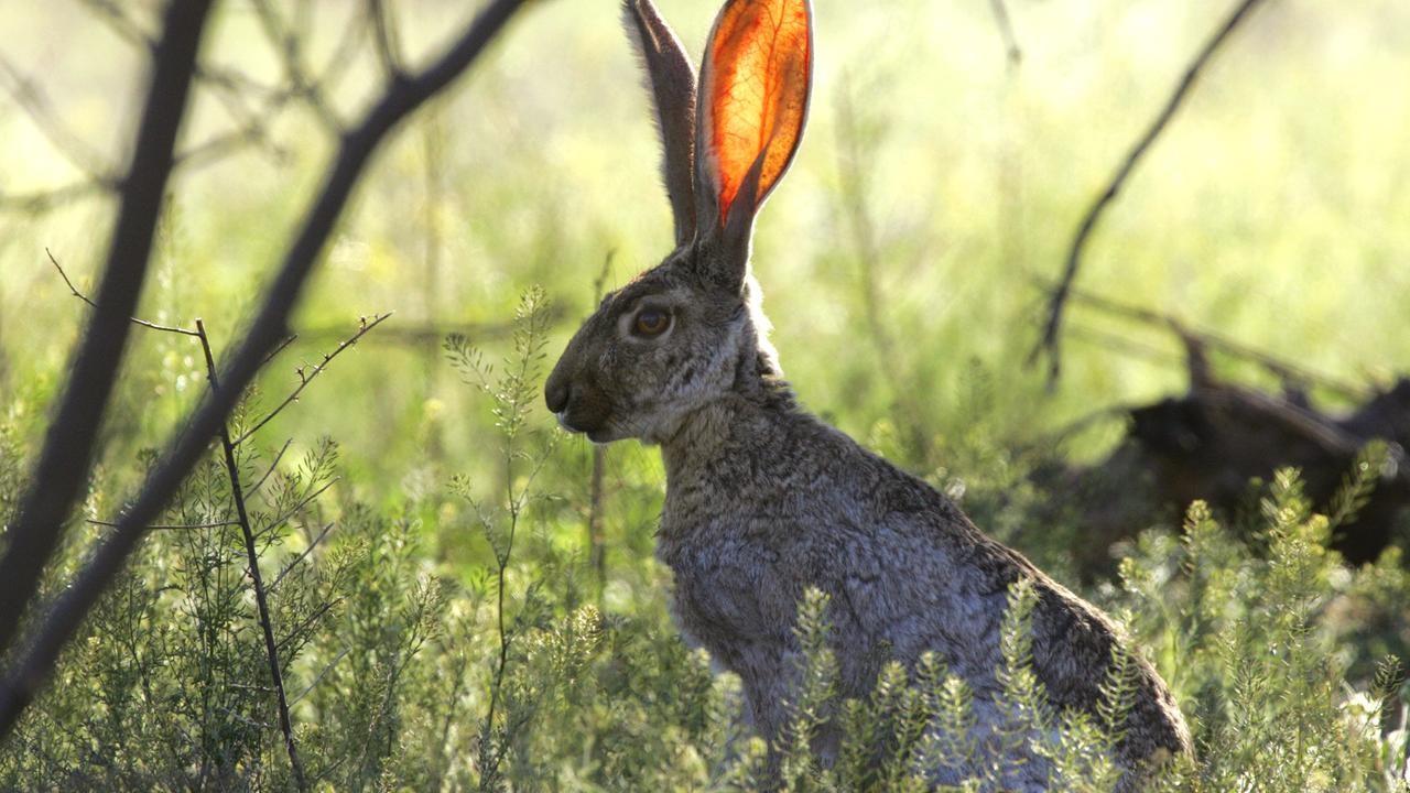 Hirsch, Hase, Reh (hirsch-hase-reh) Документальный фильм