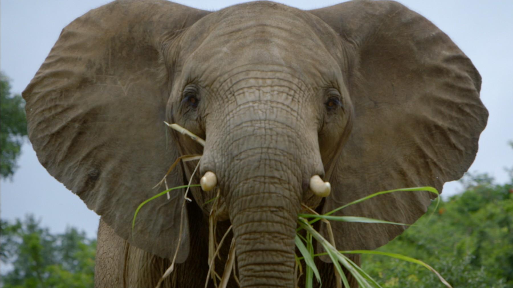 Сверхчувства животных (sverhchuvstva-zhivotnyh) Документальный сериал