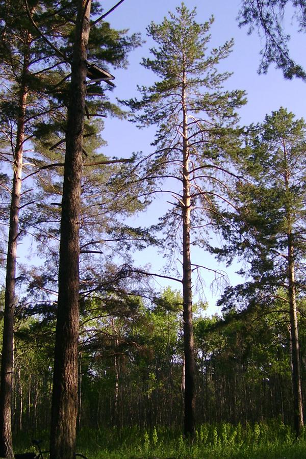 Кунеевский лес (kuneevskij-les) Досуг, хобби