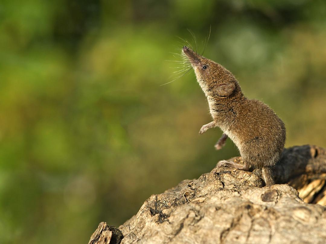 Землеройка-убийца (zemlerojka-ubijtsa) Документальный фильм