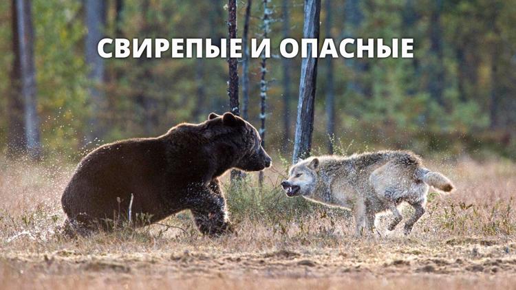 Постер Свирепые и опасные