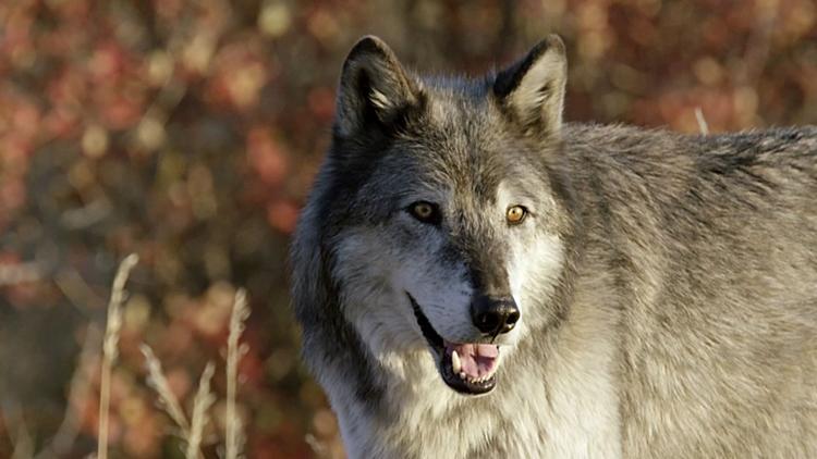 Постер Le retour des loups-Une chance pour le parc de Yellowstone