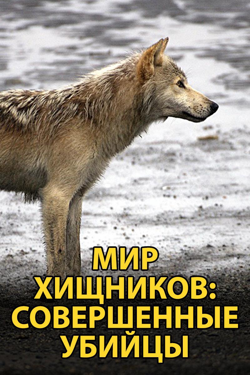 Мир хищников: Совершенные убийцы (mir-hischnikov-sovershennye-ubijtsy) Документальный фильм