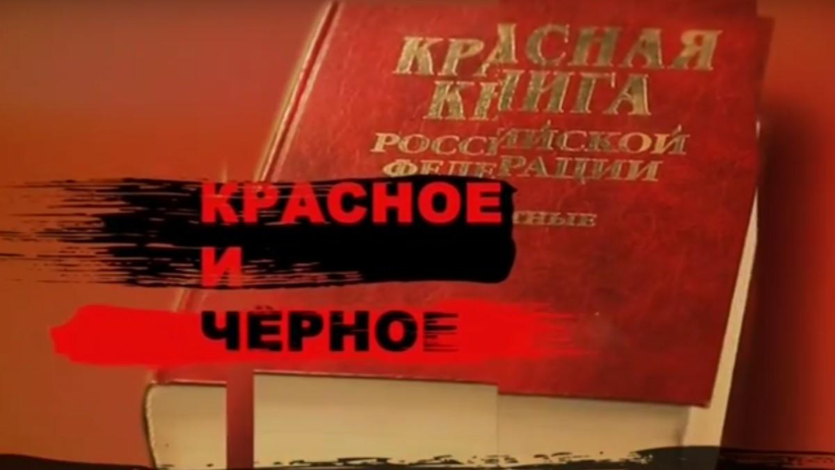 Красное и Чёрное (krasnoe-i-chernoe) Документальный фильм
