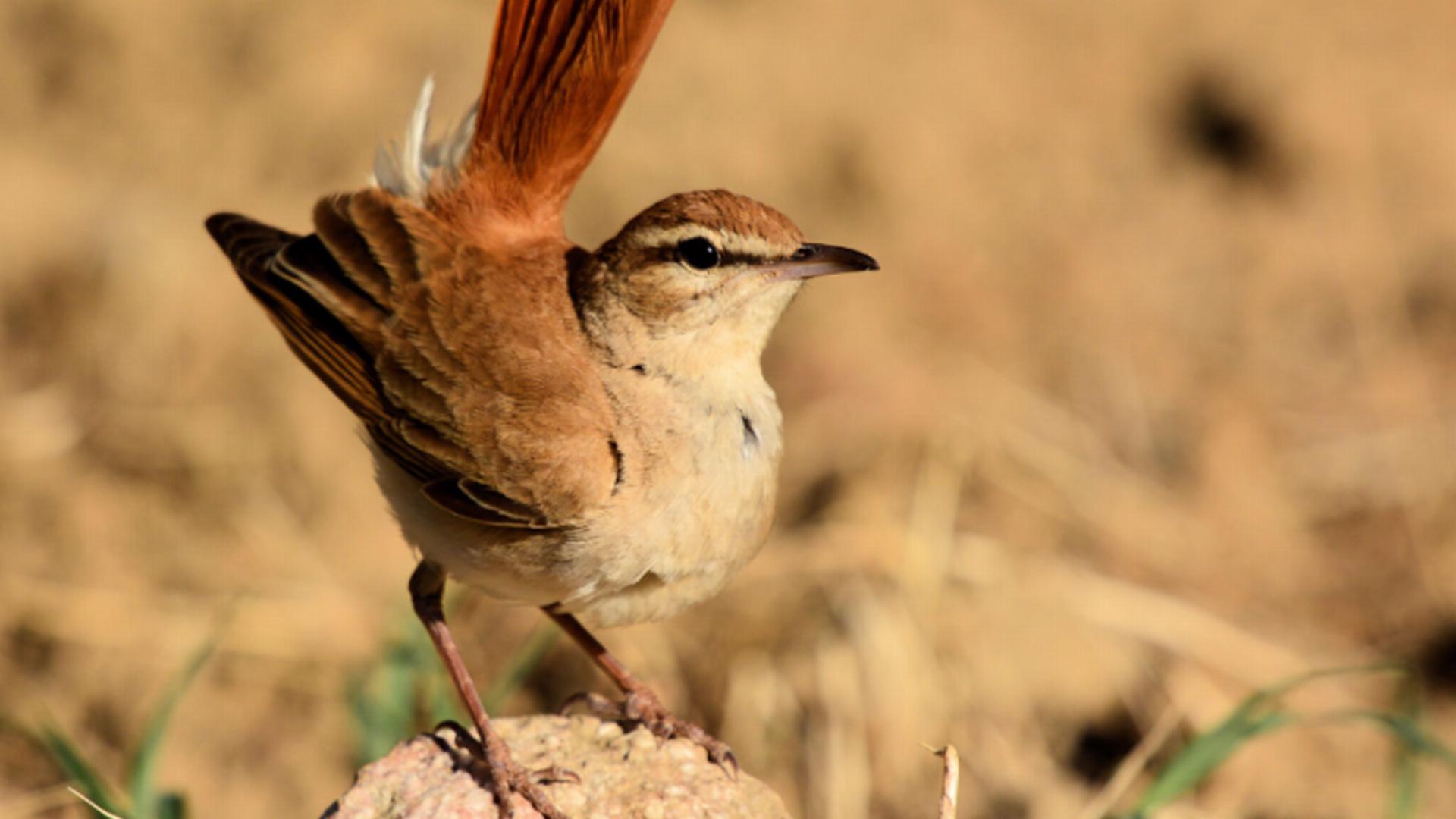 Codornices salvajes de Loscos (codornices-salvajes-de-loscos) Досуг, хобби