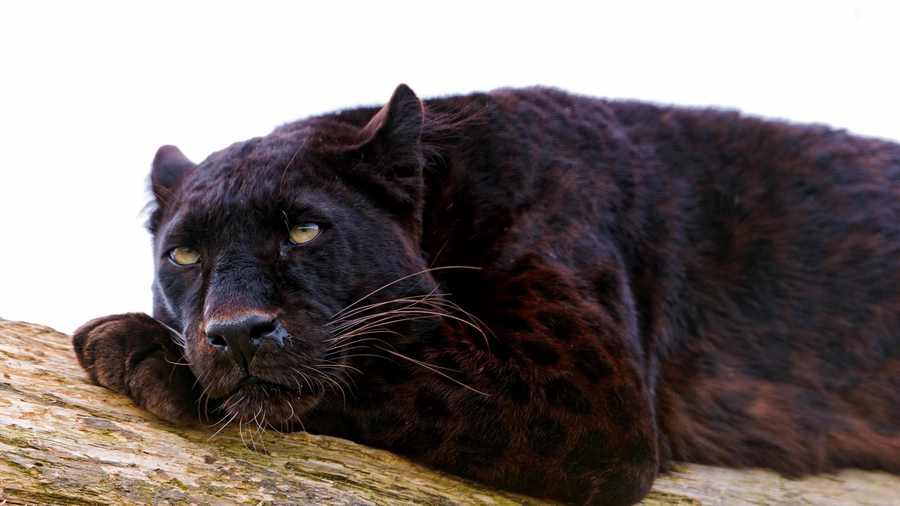 Big Cat Games (big-cat-games) Документальный фильм