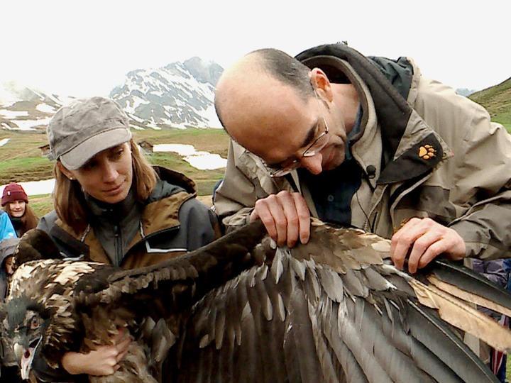 Die Rückkehr der Wildnis (die-rckkehr-der-wildnis) Документальный фильм