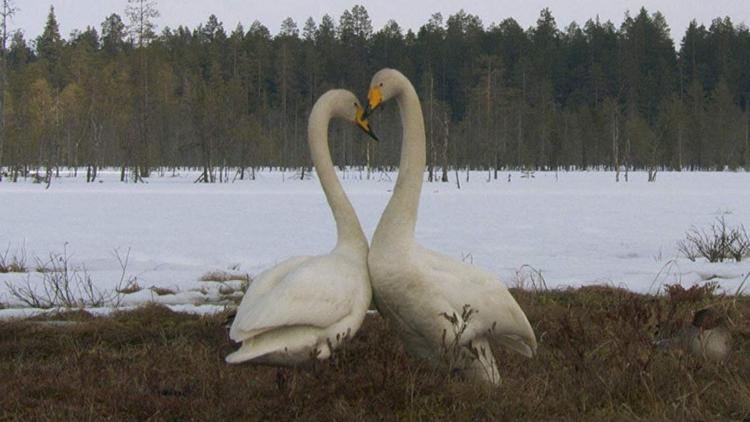 Постер Nature's Dance