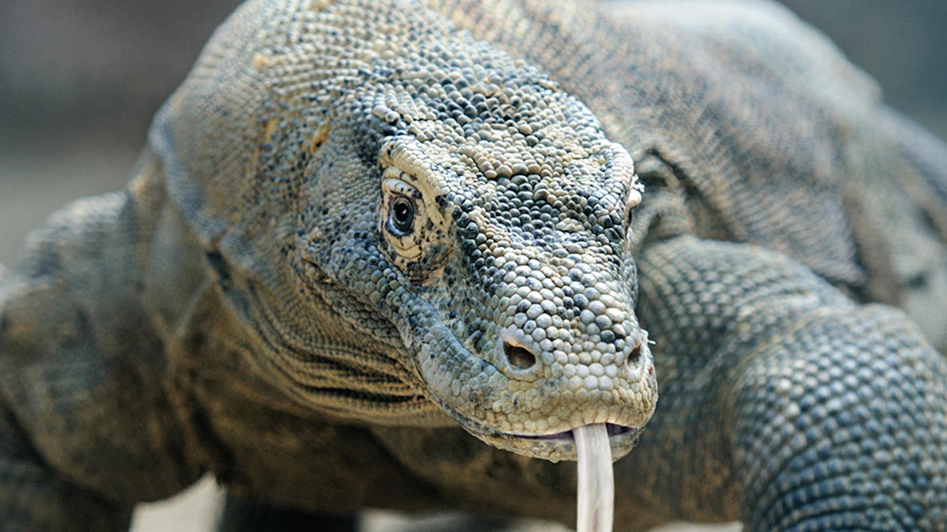 Нашествие ящериц-убийц (nashestvie-jascherits-ubijts) Документальный фильм