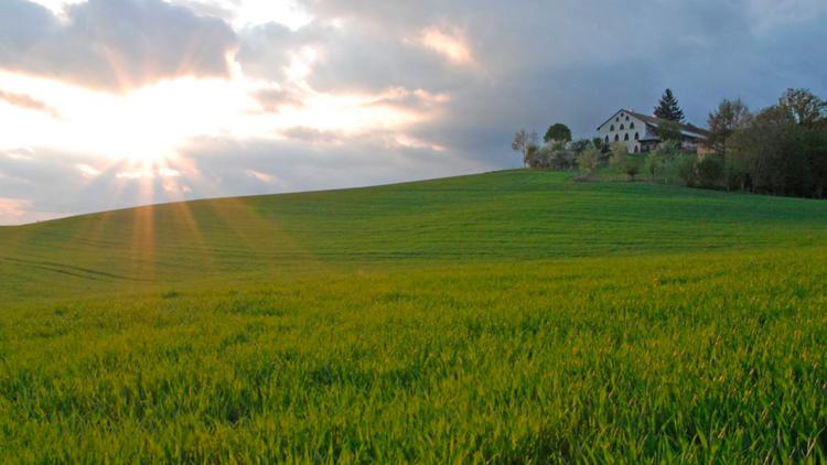 Постер Das Kornfeld — Dschungel für einen Sommer