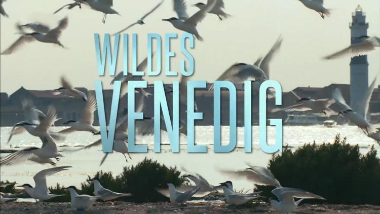 Постер Wildes Venedig