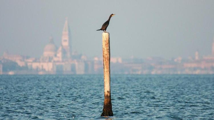 Постер Wildes Venedig