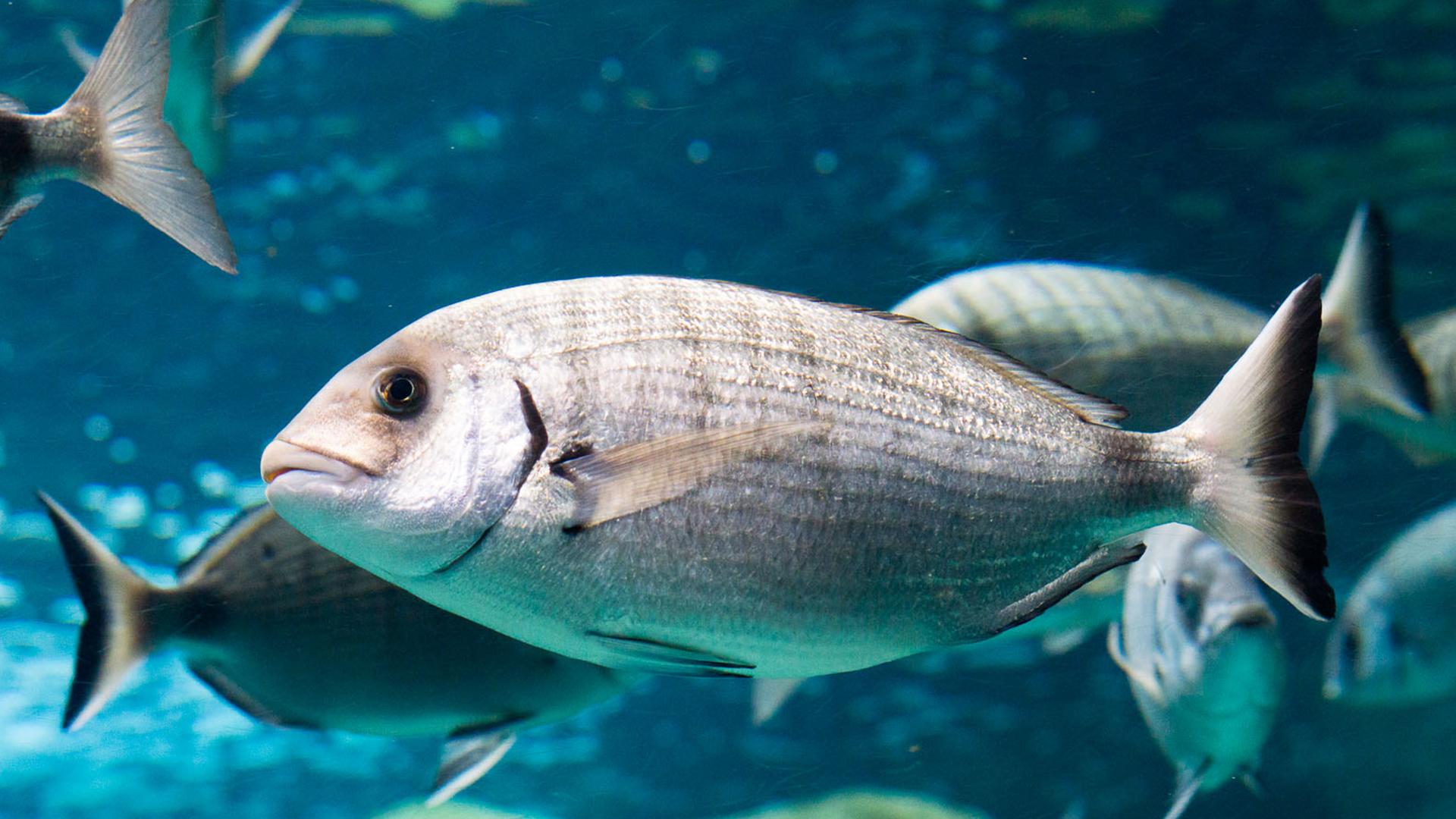 Doradas en Pleamar (doradas-en-pleamar) Досуг, хобби