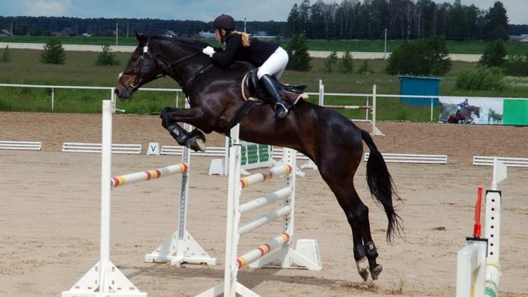 Постер Конный спорт. Чемпионат мира. Бельгия. Юниоры