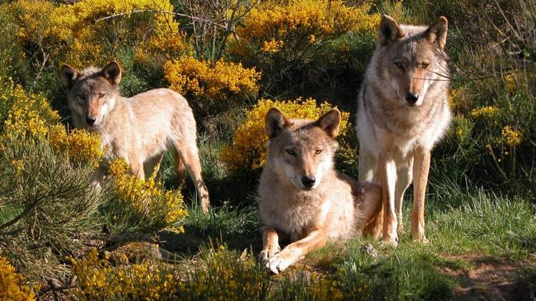 Постер Les loups du Gévaudan